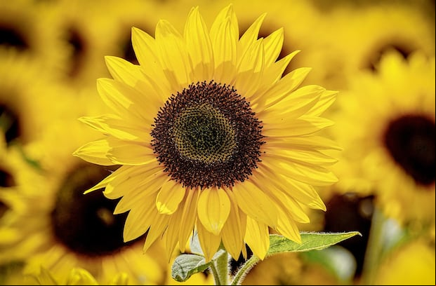 Las flores amarillas se viralizaron en internet (Foto: Pixabay)