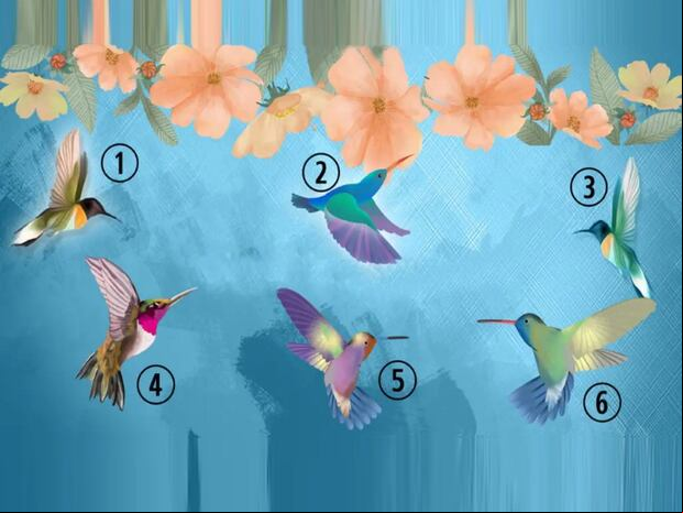 TEST VISUAL | Esta imagen te muestra seis colibríes distintos. Elige uno. (Foto: namastest.net)