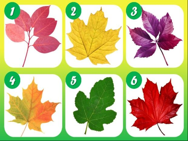 TEST VISUAL | Elige tu hoja favorita y a continuación descubre su significado.