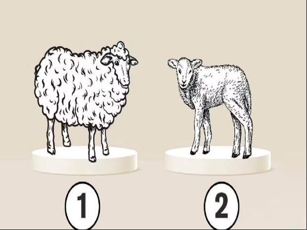 Tan solo debes elegir una de las dos alternativas del test visual y luego conocerás los resultados.| Foto: namastest