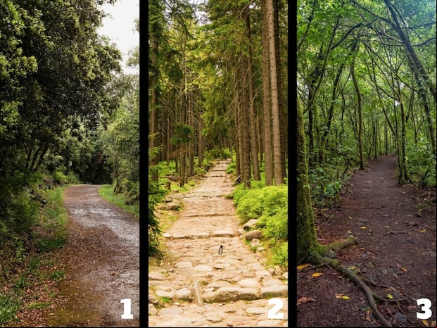 TEST VISUAL | Los bosques son espacios llamativos para relajarse entre varias personas. (Foto: Composición Freepik / Depor)