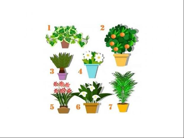 En este test de talentos, la clave está en elegir la maceta con planta que más te atraiga de forma intuitiva.