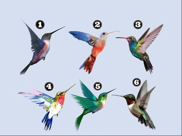 TEST DE PERSONALIDAD | Observa con atención los seis colibríes de la imagen y elige el que más te identifique. Cada uno de ellos representa un arquetipo de actitud ante la vida, revelándote aspectos sorprendentes de tu personalidad y tu forma de enfrentar el mundo.