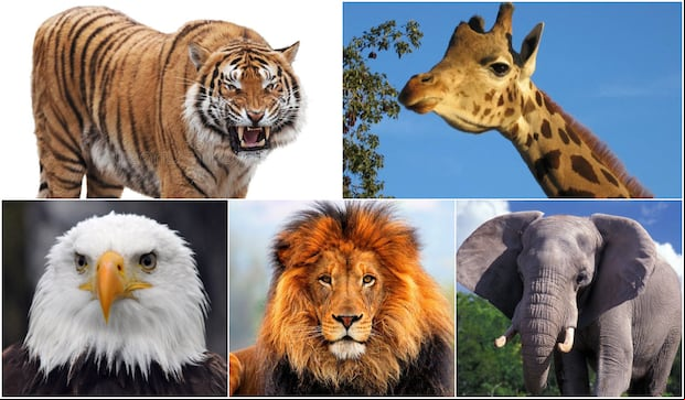 El primer animal que elijas en esta imagen te dará un consejo de vida importante (Foto: Depor).