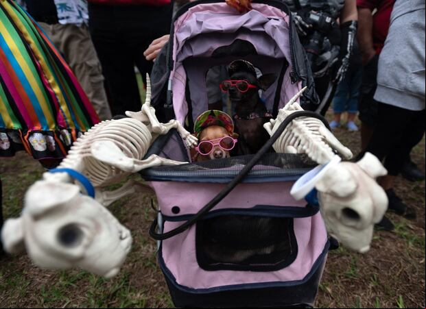 A las mascotas fallecidas también se les rinde honor y se les recuerda (Foto: AFP)