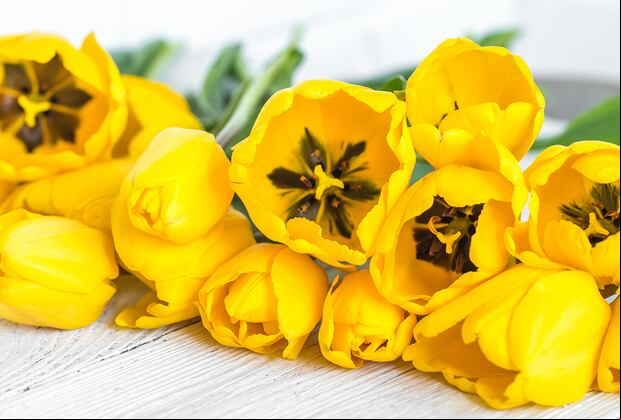 Tulipanes. (Foto: Freepik)