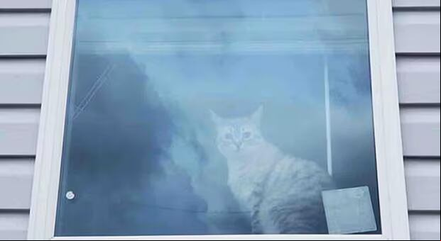 ¿Serás capaz de encontrar al segundo gato oculto en la ventana? ¡Tienes solo 5 segundos! (Foto: GenialGuru)