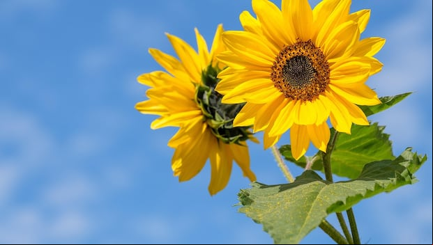 Muchos consideran a las flores amarillas como una gran muestra de afecto (Foto: Pixabay)