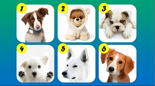 Elige el perro que más te guste en la imagen para saber qué clase de persona eres (Foto: GenialGuru).