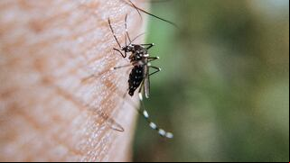 Virus Oropouche: qué es la fiebre de la pereza, cuáles son sus síntomas y cómo se contagia