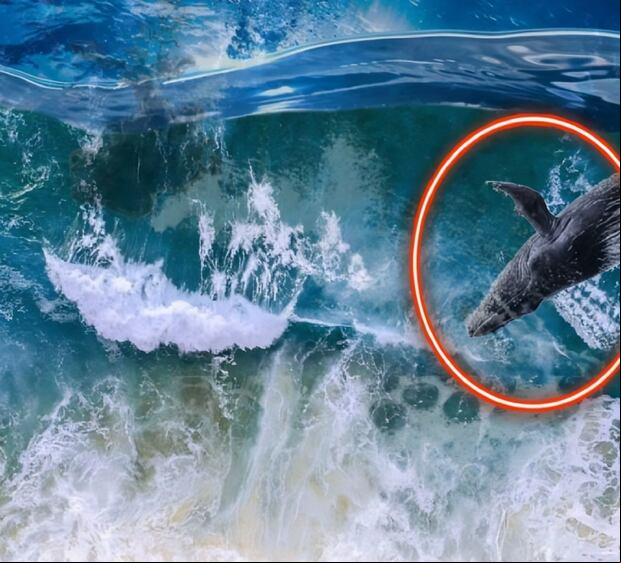 Muestra tu agudeza visual encontrando la ballena escondida en la imagen (Foto: Depor)