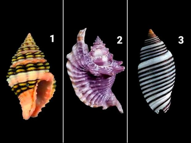 TEST VISUAL | Esta imagen te muestra tres conchas marinas. Elige una. (Foto: namastest.net)
