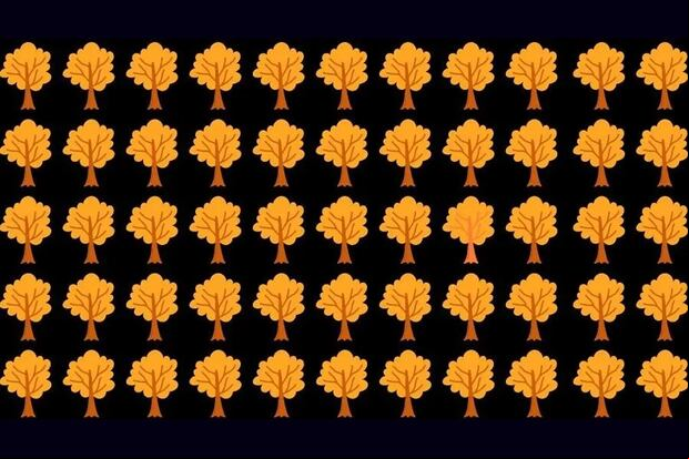 DESAFÍO VISUAL | Uno de los árboles en esta imagen es ligeramente diferente del resto. | Fresherslive