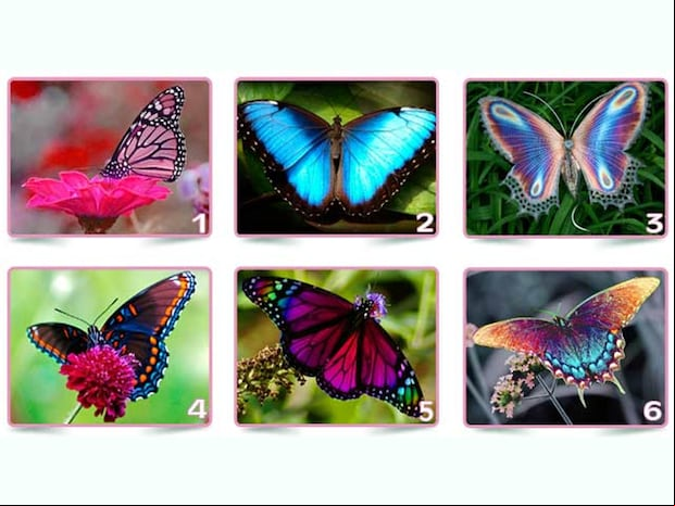 TEST VISUAL | ¿Te gustan los tests que te ayudan a conocerte mejor? Este de las mariposas te sorprenderá. Observa las 6 imágenes y elige la que más te atraiga.