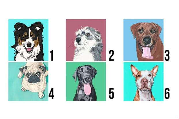 TEST VISUAL | Esta imagen muestra seis perros. Todos son diferentes. (Foto: namastest.net)