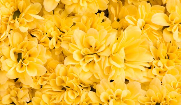 ¿Qué significan las flores amarillas y por qué se regalan el 21 de marzo? (Foto: Pixabay).