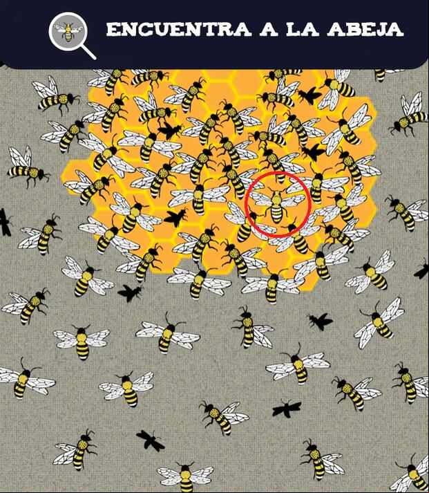 Localiza a la abeja que no encaja en 5 segundos o menos: un desafío para los más rápidos (Foto: Depor)