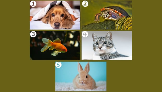 Test de personalidad | Tu elección de mascota favorita puede desvelar aspectos sorprendentes de tu personalidad.