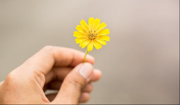 ¿Cuándo se regalan flores amarillas y por qué? (Foto: Pixabay).
