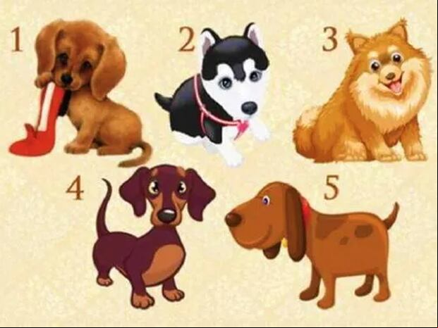 TEST VISUAL | Observa atentamente la imagen que presenta cinco adorables perros y elige al que más te llame la atención, sin pensarlo demasiado.