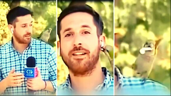 Periodista es sorprendido por un lorito en vivo