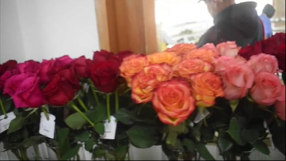 De los campos de Colombia salen rosas únicas para San Valentín hacia todo el mundo