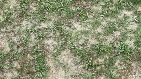 Grave denuncia de Miguel Curiel por estado del campo en el Estadio San Luis. (Video: Miguel Curiel)