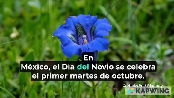 Flores azules por el Día del Novio