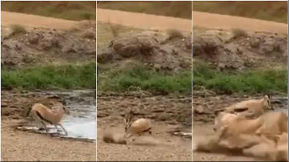 El viral del ciervo eludiendo con 'amague' a leona. (Video: TikTok)